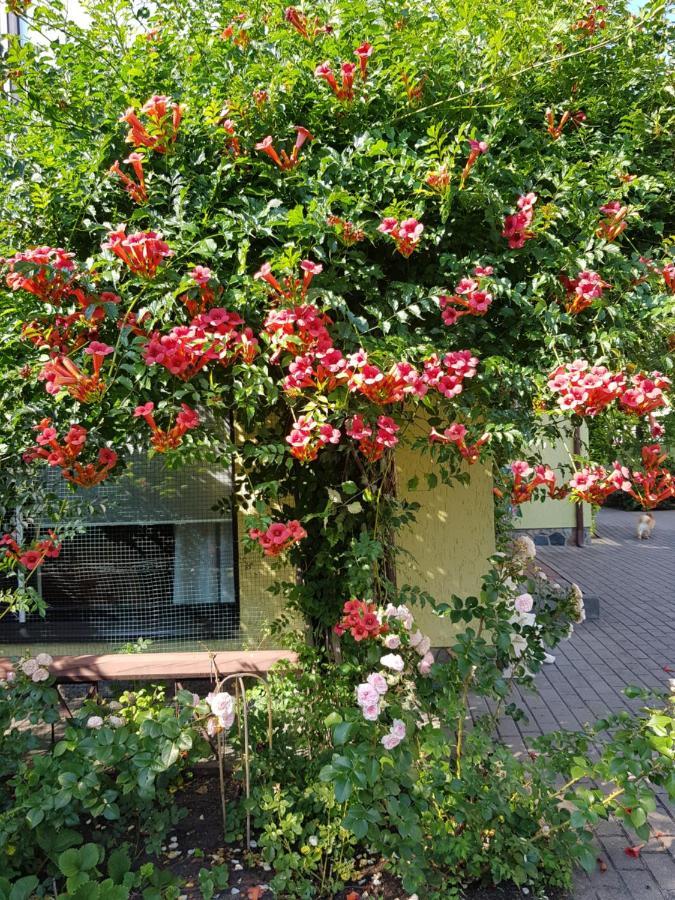 Vila Florena Garden 팔랑가 외부 사진